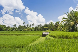 Paddy field and coconut trees, Ubud, Bali, Indonesia Paddy field and coconut trees, Ubud, Bali, Indonesia
