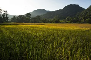 Paddy fields, Pang Mapha or Soppong region, Mae Hong Son province, northern Thailand Paddy fields, Pang Mapha or Soppong region, Mae Hong Son province, northern Thailand