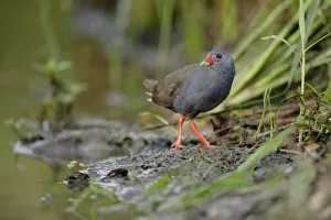 Paint-billed Crake (Mustelirallus erythrops) Paint-billed Crake (Mustelirallus erythrops)
