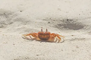 Painted Ghost Crab or Cart Driver Crab -Ocypode gaudichaudii-, San Cristobal Island Painted Ghost Crab or Cart Driver Crab -Ocypode gaudichaudii-, San Cristobal Island