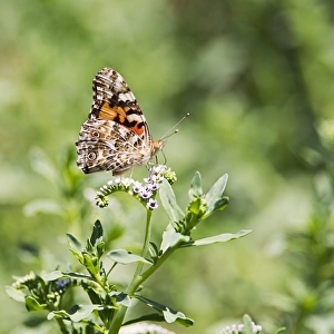 <b class=qtipBold><figcaption>Painted Lady Butterfly</figcaption></b><br>Painted Lady butterfly perched on tiny white wildflowers<br><em>© 2013 Susan Gary</em> Painted Lady Butterfly