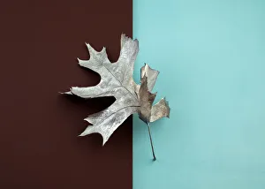 Painted silver oak leaf on brown and blue color blocked background Painted silver oak leaf on brown and blue color blocked background
