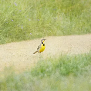 <b class=qtipBold><figcaption>Painterly serene scene</figcaption></b><br>Painterly and textured image of lone Western Meadowlark on pathway at Bolsa Chica Ecological Reserve.<br><em>© 2010-2011 Susan Gary</em> Painterly serene scene