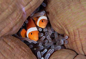 <b class=qtipBold><figcaption>Pair</figcaption></b><br>Pair anemonefish at their home. West Papua.<br><em>© Andrey Narchuk</em> Pair