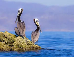 Pair of Brown Pelicans (Pelecanus occidentalis) perching on rock, Baja Peninsula Pair of Brown Pelicans (Pelecanus occidentalis) perching on rock, Baja Peninsula