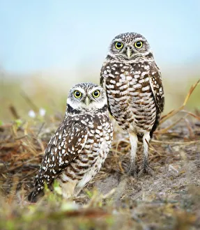 Pair of Burrowing Owls (Athene cunicularia) Standing Outside Their Nest at Cape Coral Pair of Burrowing Owls (Athene cunicularia) Standing Outside Their Nest at Cape Coral