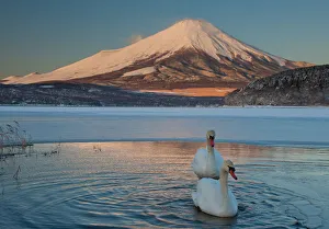 A pair of mute swans in Lake Kawaguchi disrupt the reflection of Mt. Fuji, Japan A pair of mute swans in Lake Kawaguchi disrupt the reflection of Mt. Fuji, Japan