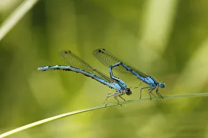 Pairing of Common Blue Damselflies (Enallagma cyathigerum) with parasitic mites, Bavaria Pairing of Common Blue Damselflies (Enallagma cyathigerum) with parasitic mites, Bavaria