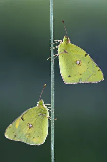 Two Pale Clouded Yellows on a blade of grass, Golden Eight -Colias hyale-, Bulgaria Two Pale Clouded Yellows on a blade of grass, Golden Eight -Colias hyale-, Bulgaria