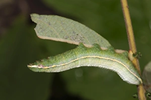 Pale Prominent -Pterostoma palpina-, caterpillar in shock position on a willow leaf, Untergroeningen Pale Prominent -Pterostoma palpina-, caterpillar in shock position on a willow leaf, Untergroeningen