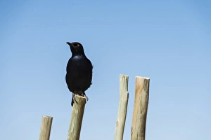 Pale-winged Starling -Onychognathos nabouroup- perched on pole, Fishriver Canyon, Namibia Pale-winged Starling -Onychognathos nabouroup- perched on pole, Fishriver Canyon, Namibia