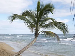 Palm -Arecaceae- on the beach of Punta Uva, Puerto Viejo de Talamanca, Costa Rica Palm -Arecaceae- on the beach of Punta Uva, Puerto Viejo de Talamanca, Costa Rica