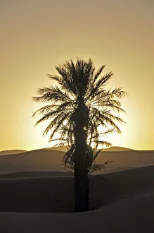 Palm with backlighting at sunset, desert, sand dune of Erg Chebbi, Morocco, Africa Palm with backlighting at sunset, desert, sand dune of Erg Chebbi, Morocco, Africa