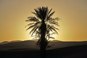 Palm with backlighting at sunset, desert of Erg Chebbi, Morocco, Africa, PublicGround Palm with backlighting at sunset, desert of Erg Chebbi, Morocco, Africa, PublicGround