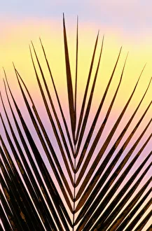 <b class=qtipBold><figcaption>Palm fronds at sunset, Madagascar</figcaption></b><br><em>© This content is subject to copyright.</em> Palm fronds at sunset, Madagascar
