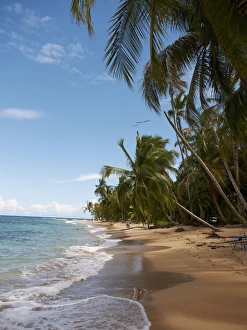 Palm grove on the secluded beach of Punta Uva, Puerto Viejo de Talamanca, Costa Rica Palm grove on the secluded beach of Punta Uva, Puerto Viejo de Talamanca, Costa Rica