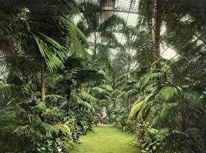 Contemporary art Collection: In the Palm House, Palmengarten in Frankfurt, Hesse, Germany, Historic