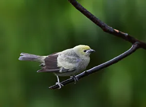 Palm Tanager (Thraupis palmarum), Costa Rica Palm Tanager (Thraupis palmarum), Costa Rica