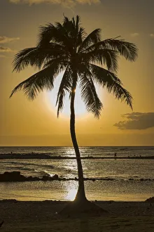 Palm tree in backlight, Kauai, Hawaii, United States Palm tree in backlight, Kauai, Hawaii, United States