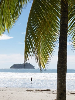 Palm tree on the beach, Playa Samara, Nicoya Peninsula, Costa Rica, Central America Palm tree on the beach, Playa Samara, Nicoya Peninsula, Costa Rica, Central America