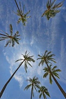 Palm trees, Hanauma Bay, Oahu, Hawaii, United States Palm trees, Hanauma Bay, Oahu, Hawaii, United States