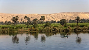 Palm trees reflected in the Nile, Egypt, Africa Palm trees reflected in the Nile, Egypt, Africa