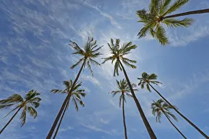 Palms, Hanauma Bay, Oahu, Hawaii, United States Palms, Hanauma Bay, Oahu, Hawaii, United States