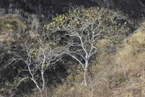 Palo Santo tree -Bursera graveolens-, Isla de San Cristobal, Galapagos Islands, Ecuador Palo Santo tree -Bursera graveolens-, Isla de San Cristobal, Galapagos Islands, Ecuador