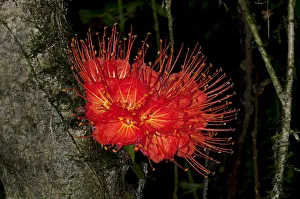 Panama Flame Tree or Rose of Venezuela -Brownea macrophylla-, Tiputini rain forest Panama Flame Tree or Rose of Venezuela -Brownea macrophylla-, Tiputini rain forest