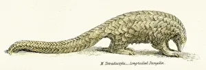<b class=qtipBold><figcaption>Pangolin engraving 1803</figcaption></b><br>The Museum of Natural History - the Animal Kingdom (Mammalia) Published by William Mackenzie, 1803 - London<br><em>© This content is subject to copyright.</em> Pangolin engraving 1803