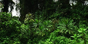 Panorama of the dense jungles of Volcanoes National Park, Rwanda Panorama of the dense jungles of Volcanoes National Park, Rwanda