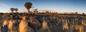 Panoramic Landscape Photo of the Last Golden Light over the Quiver Tree Forest, Keetmanshoop, Namibia Panoramic Landscape Photo of the Last Golden Light over the Quiver Tree Forest, Keetmanshoop, Namibia