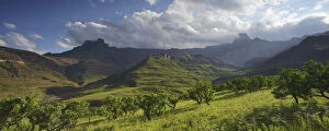 Cape Floral Region Protected Areas Gallery: Panoramic view of the Amphitheatre range in the Drakensberg mountains