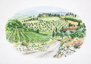 Panoramic view of green valley landscape with brick houses, vineyards, groves, poppies and cypress trees, front view Panoramic view of green valley landscape with brick houses, vineyards, groves, poppies and cypress trees, front view