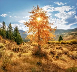 A panoramic view of a grove of aspens at peak fall color located in the heart of the amazing Grand Teton National Park A panoramic view of a grove of aspens at peak fall color located in the heart of the amazing Grand Teton National Park