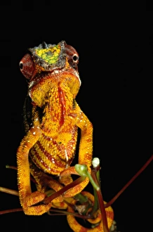 Panther Chameleon (chamaeleo pardalis) on branch, Madagascar Panther Chameleon (chamaeleo pardalis) on branch, Madagascar