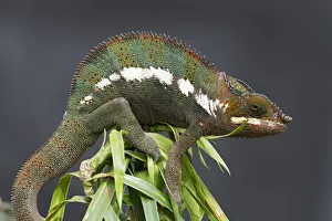 Panther Chameleon -Furcifer pardalis-, butterfly house, Forgaria nel Friuli Panther Chameleon -Furcifer pardalis-, butterfly house, Forgaria nel Friuli