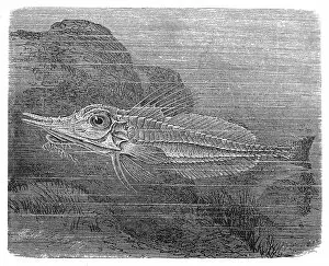 Panzerfisch (Peristethus cataphractum)