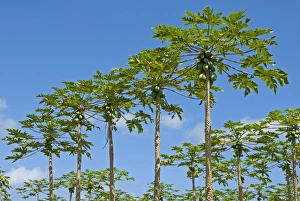 Papaya plantation, Big Island, Hawaii, United States Papaya plantation, Big Island, Hawaii, United States