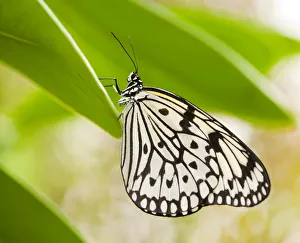 Paper Kite or Large Tree Nymph -Idea leuconoe-, captive, Thuringia, Germany Paper Kite or Large Tree Nymph -Idea leuconoe-, captive, Thuringia, Germany