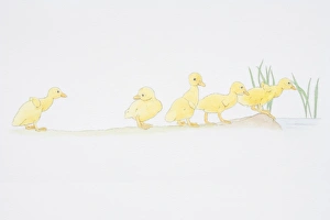Parade of five baby ducklings, one slightly behind Parade of five baby ducklings, one slightly behind