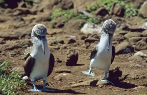 Parading Blue-footed Boobies (Sula nebouxii) Parading Blue-footed Boobies (Sula nebouxii)