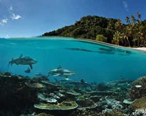 <b class=qtipBold><figcaption>Paradise island</figcaption></b><br>Coral reef with Reef sharks over coral reef near coast line.<br><em>© Andrey Nrchuk</em> Paradise island