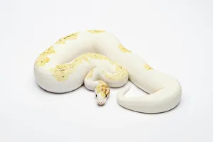Paradox Super Fire Ball Python or Royal Python -Python regius-, male Paradox Super Fire Ball Python or Royal Python -Python regius-, male