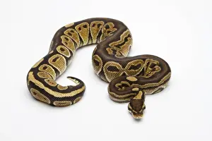 Reptile Photography Studio Prints: Paradox Super Fire Ball Python or Royal Python -Python regius-, male