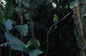 Parakeet perched on a branch in the aviary of Loro Parque parrot park in Puerto de la Parakeet perched on a branch in the aviary of Loro Parque parrot park in Puerto de la