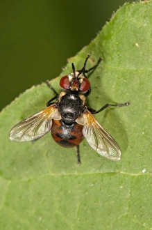 Parasitic Fly -Gymnosoma nudifrons- Untergroeningen, Baden-Wuerttemberg, Germany, Europe Parasitic Fly -Gymnosoma nudifrons- Untergroeningen, Baden-Wuerttemberg, Germany, Europe