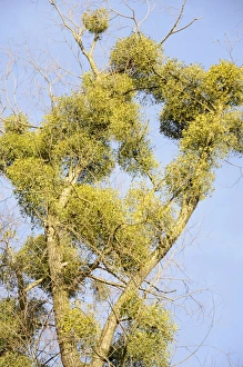 Parasitic plant, Mistletoe -Viscum album- on a Willow -Salix sp-, riverine vegetation, Innufer Aue, bei Rosenheim Parasitic plant, Mistletoe -Viscum album- on a Willow -Salix sp-, riverine vegetation, Innufer Aue, bei Rosenheim