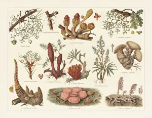 Parasitic plants, chromolithograph, published in 1897 Parasitic plants, chromolithograph, published in 1897