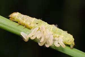 Parasitic Wasp larvae and caterpillar host Parasitic Wasp larvae and caterpillar host